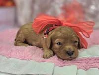 Onyx, a male Cavapoo for sale in Galena, MO – Photo 10 of 10