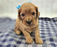 Onyx, a male Cavapoo for sale in Galena, MO – Photo 4 of 10