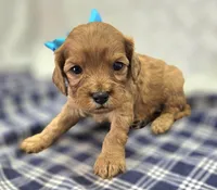 Onyx, a male Cavapoo for sale in Galena, MO – Photo 5 of 10