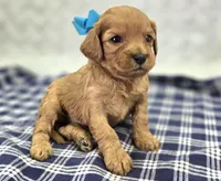 Onyx, a male Cavapoo for sale in Galena, MO – Photo 1 of 10