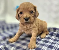 Onyx, a male Cavapoo for sale in Galena, MO – Photo 2 of 10