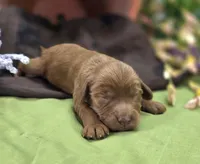 Poppy, a female Cockapoo for sale in Galena, MO – 4 of 7
