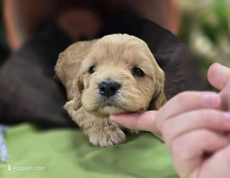 Knotty – Cockapoo puppy for sale in Galena, MO