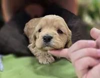 Knotty, a male Cockapoo for sale in Galena, MO – 1 of 7