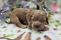 Versace, a male Cockapoo for sale in Galena, MO – 2 of 5