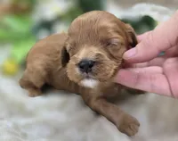 Indigo, a male Cavapoo for sale in Galena, MO – 1 of 5