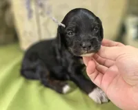 Mushu, a male Cockapoo for sale in Galena, MO – 2 of 4