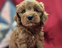 Milan, a male Cockapoo for sale in Galena, MO – 3 of 8