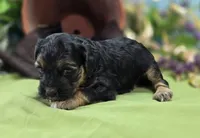 Batty, a female Cockapoo for sale in Galena, MO – 2 of 8