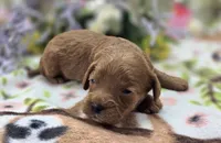 Paris, a female Cockapoo for sale in Galena, MO – 4 of 4