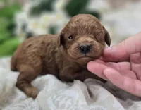 Firefly, a female Cavapoo for sale in Galena, MO – 4 of 5