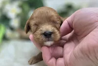 Indigo, a male Cavapoo for sale in Galena, MO – 2 of 5