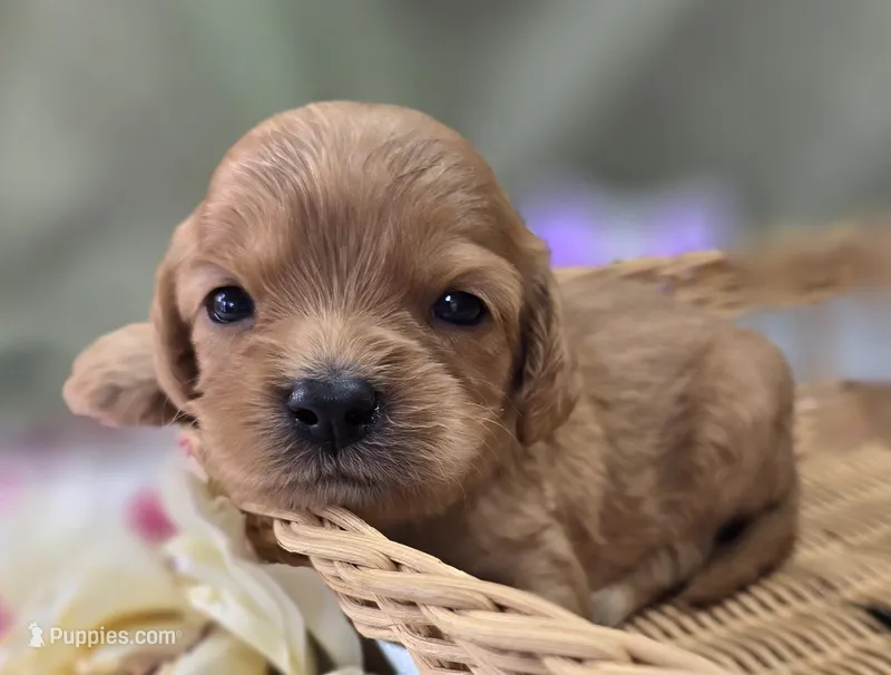 Beau – Cavapoo puppy for sale in Galena, MO
