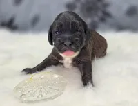 processed/bfbae80a-5fee-4b43-9a6d-87e1656d671c/listing/8f746acd-0cd1-43b0-ab62-254428180dde/1b84f4fa-ec8a-49c6-b19e-f3d27e448d8b