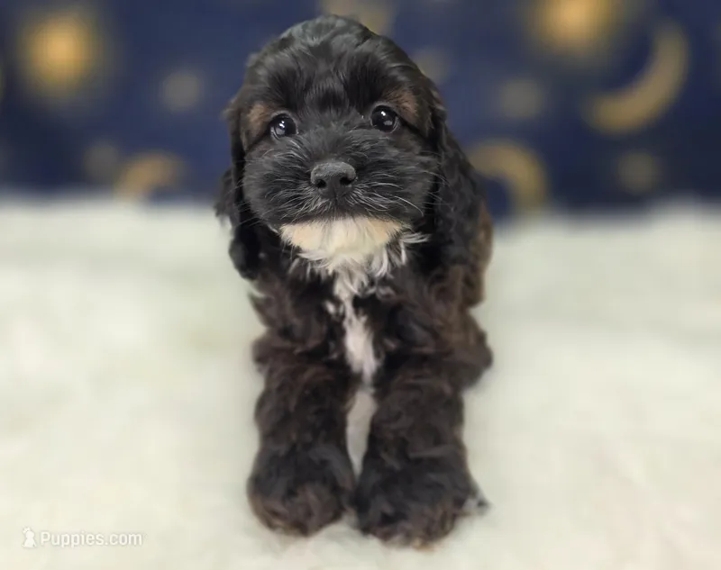 Vega – Cockapoo puppy for sale in Galena, MO