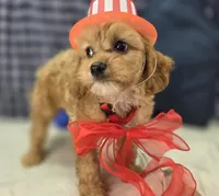 Miles, a male Cavapoo for sale in Galena, MO – 3 of 8