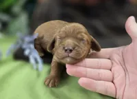 Sprout, a male Cockapoo for sale in Galena, MO – 3 of 6