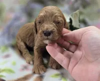 Cashmere, a male Cockapoo for sale in Galena, MO – 2 of 5