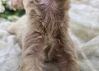 Cricket, a male Cavapoo for sale in Galena, MO – 4 of 5