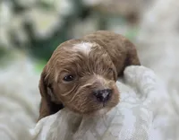 Rollypolly, a female Cavapoo for sale in Galena, MO – 2 of 5