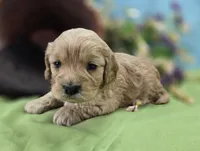 Knotty, a male Cockapoo for sale in Galena, MO – 2 of 7