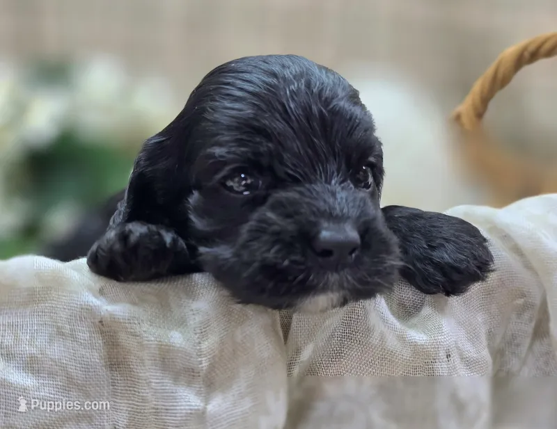 Cash – Cavapoo puppy for sale in Galena, MO