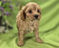 Miles, a male Cavapoo for sale in Galena, MO – 8 of 8
