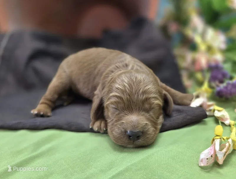 Daffodil – Cockapoo puppy for sale in Galena, MO