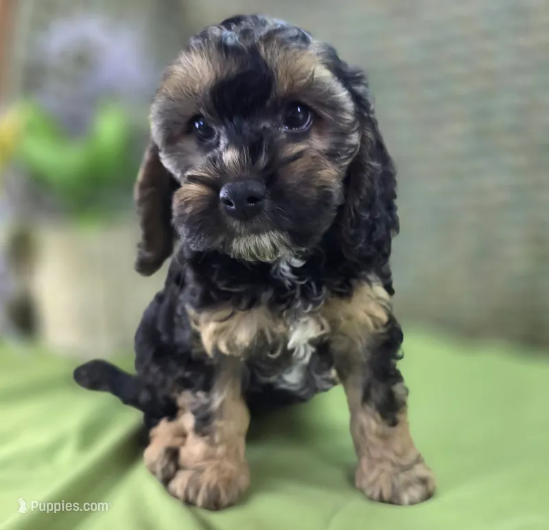 Batty – Cockapoo puppy for sale in Galena, MO