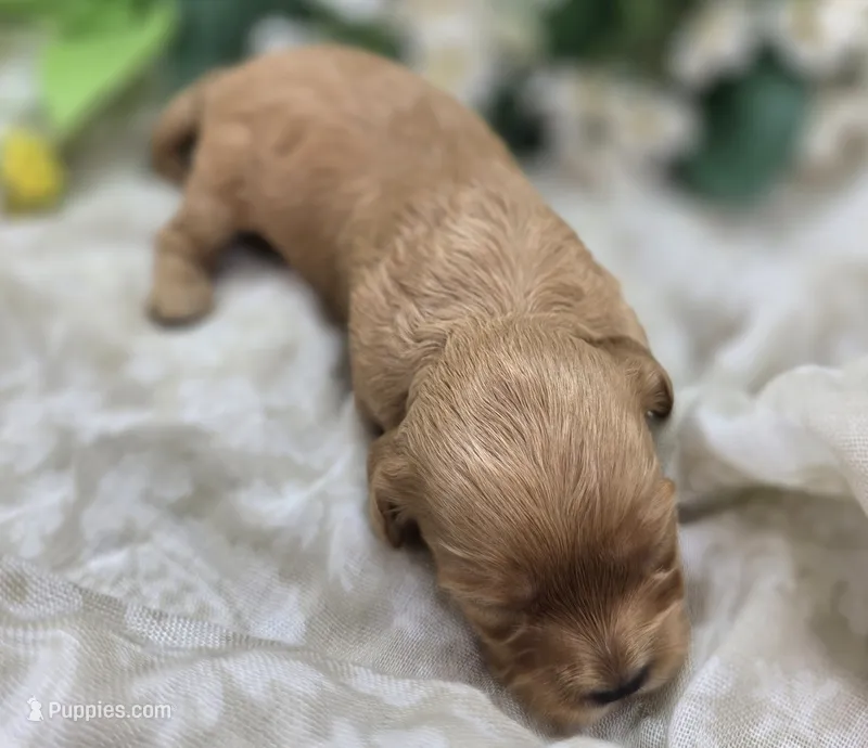 Lala Orange – Cavapoo puppy for sale in Galena, MO