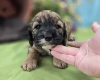 Magi Lune, a female Cockapoo for sale in Galena, MO – 1 of 6