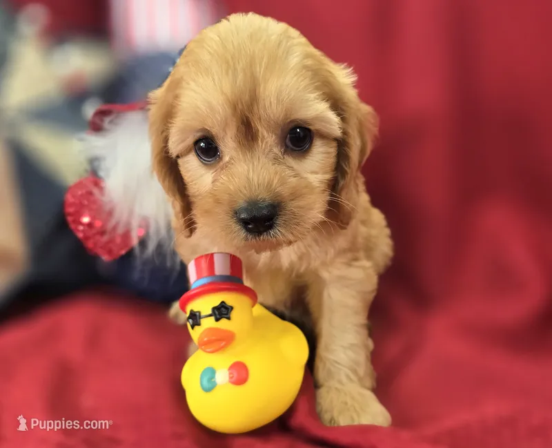 Beau – Cavapoo puppy for sale in Galena, MO