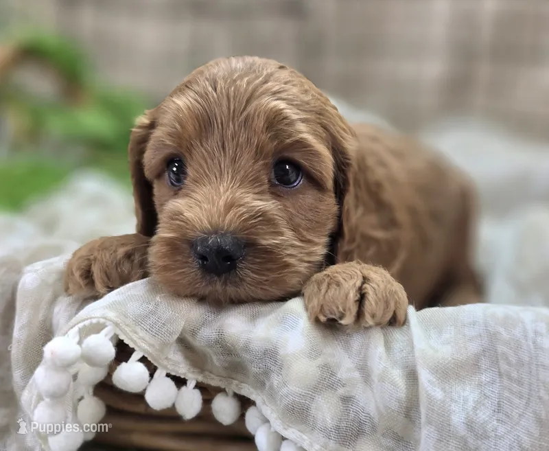 Cerulean – Cockapoo puppy for sale in Galena, MO