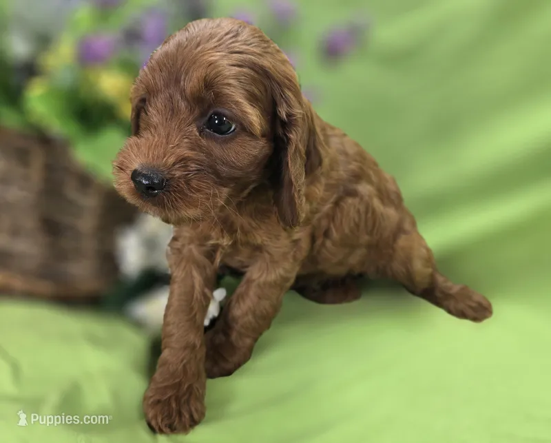 Prada – Cockapoo puppy for sale in Galena, MO