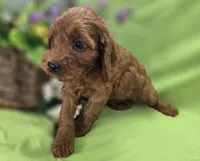 Prada, a female Cockapoo for sale in Galena, MO – 4 of 8
