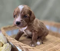 Sonic, a male Cavapoo for sale in Galena, MO – 3 of 7