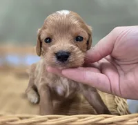 Miles, a male Cavapoo for sale in Galena, MO – 5 of 6