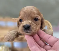 Beau, a male Cavapoo for sale in Galena, MO – 4 of 7