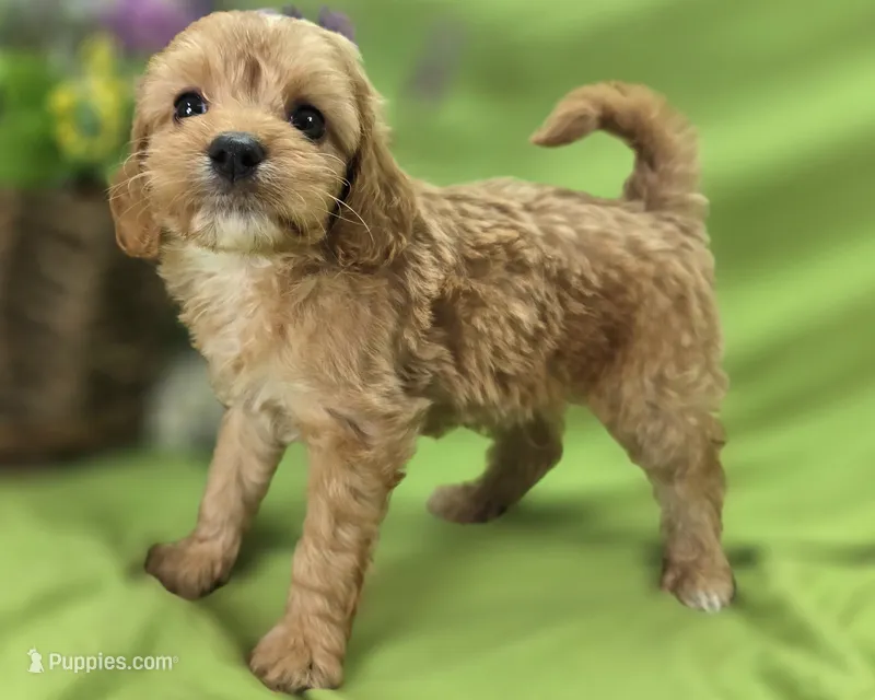Miles – Cavapoo puppy for sale in Galena, MO