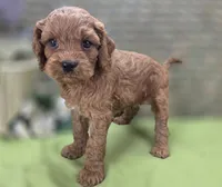 Nigel, a male Cockapoo for sale in Galena, MO – 5 of 8