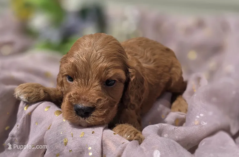 Cashmere – Cockapoo puppy for sale in Galena, MO