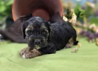 Batty, a female Cockapoo for sale in Galena, MO – 7 of 8