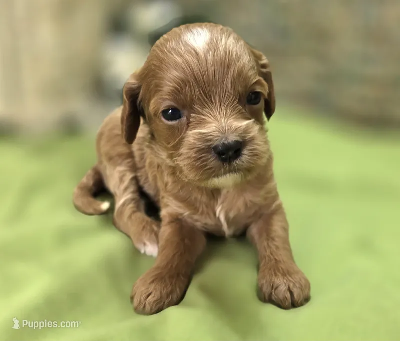 Ladybug – Cavapoo puppy for sale in Galena, MO