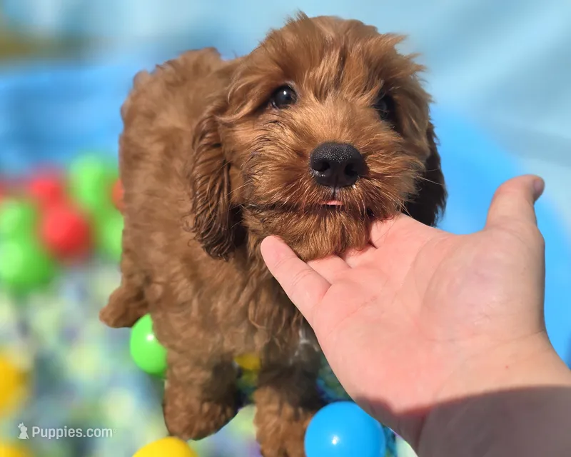 Milan – Cockapoo puppy for sale in Galena, MO