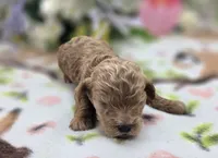 Girdle, a female Cockapoo for sale in Galena, MO – 2 of 5