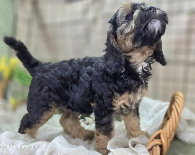 Batty – Cockapoo puppy for sale in Galena, MO