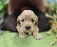 Knotty, a male Cockapoo for sale in Galena, MO – 5 of 7