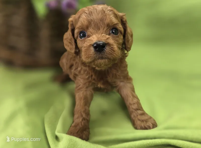 Beetle – Cavapoo puppy for sale in Galena, MO
