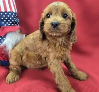 Prada, a female Cockapoo for sale in Galena, MO – 1 of 8