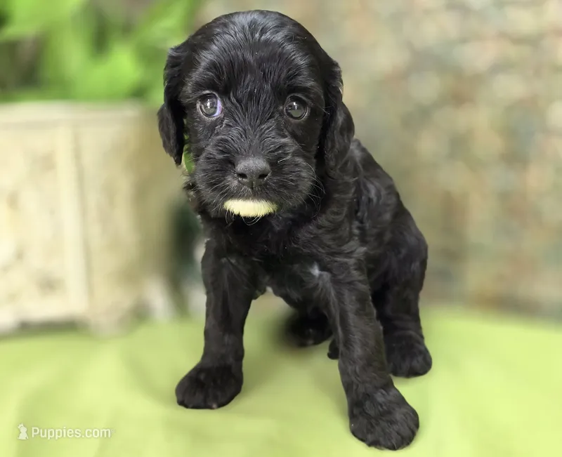 Paisley – Cavapoo puppy for sale in Galena, MO
